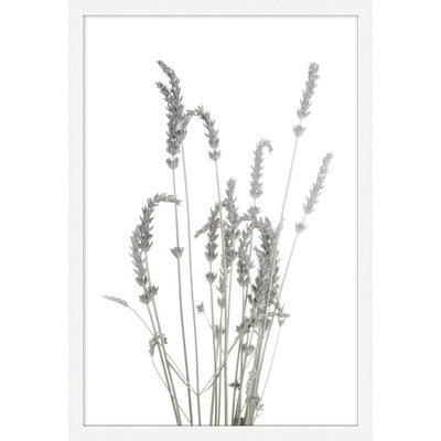 Wendover Blanched Plant 1