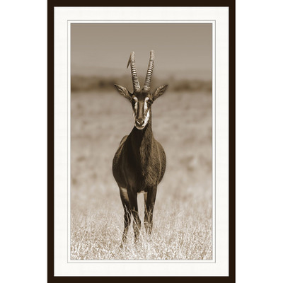 Wendover Sable Antelope 1