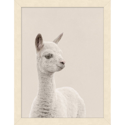 Wendover Baby Alpaca