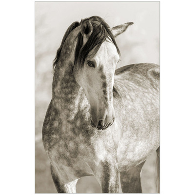 Wendover Aspen - WAN2245