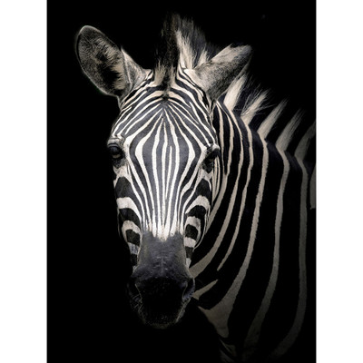 Wendover Amelia - WPH1541