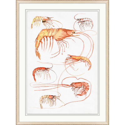 Wendover Shrimp Study 2