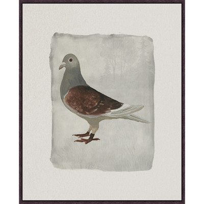 Wendover Pigeon Portrait 3