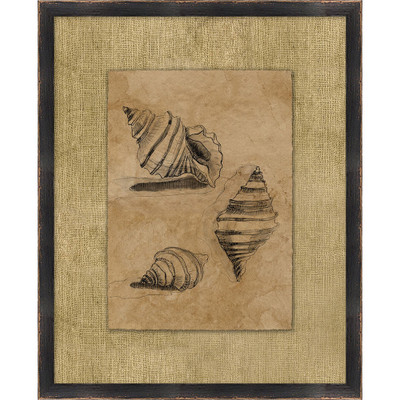Wendover Seashell Study 1