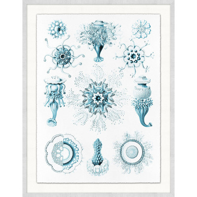 Wendover Jellyfish and Urchins 4