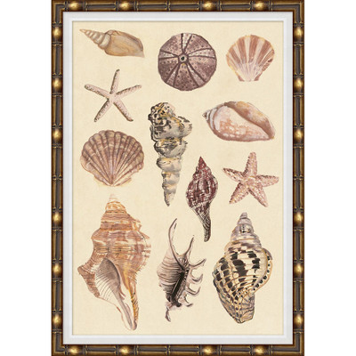 Wendover Seashell Collection 1