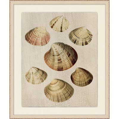 Wendover Crackled Shells 3