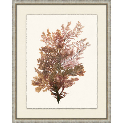 Wendover Naturalist Coral Pressing 2