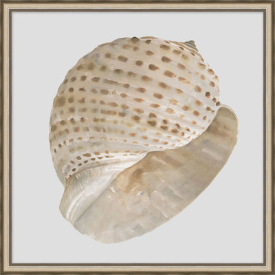 Wendover Watercolor Sea Shells 2 - WCL1077