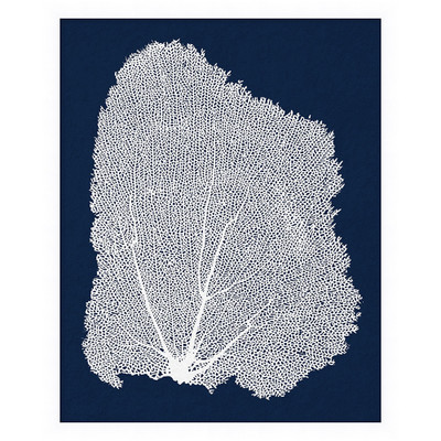 Wendover Marine Sea Fan 6