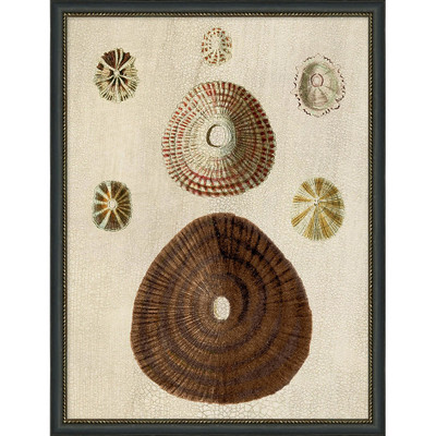 Wendover Variegated Shells 2