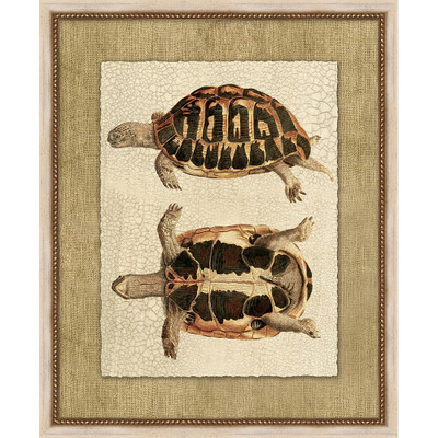 Wendover Neutral Turtle 3