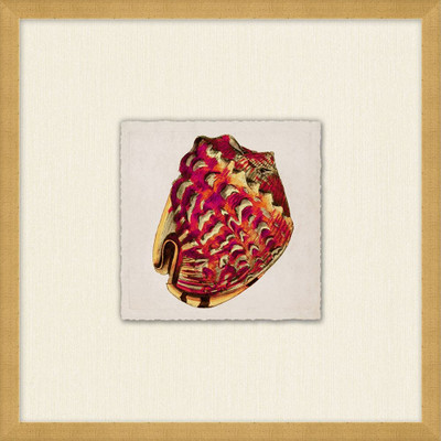 Wendover Miniature Shell Collection 8