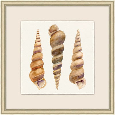Wendover Watercolor Shell Collection 12