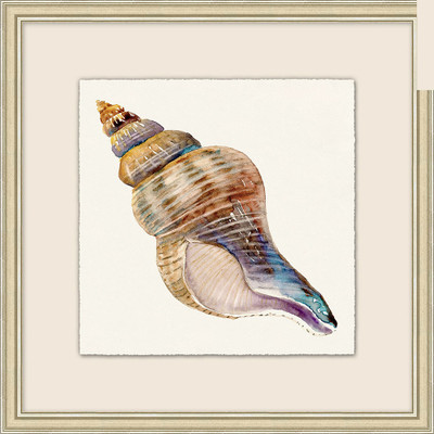Wendover Watercolor Shell Collection 8