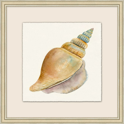 Wendover Watercolor Shell Collection 7