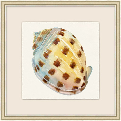 Wendover Watercolor Shell Collection 4