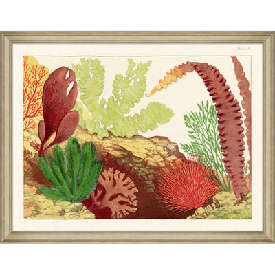 Wendover Grand Coral Reef 1