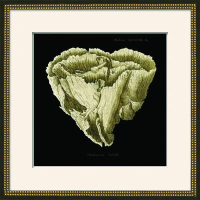 Wendover Sponge on Black II