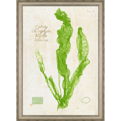 Wendover Green Sea Lettuce I