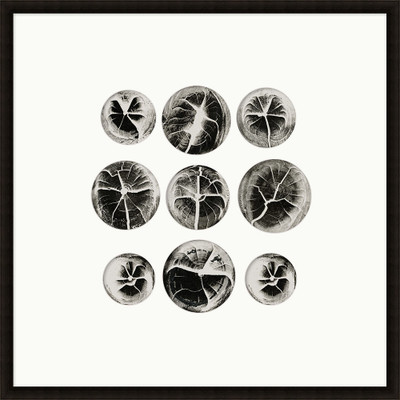 Wendover Seedling Slices 1