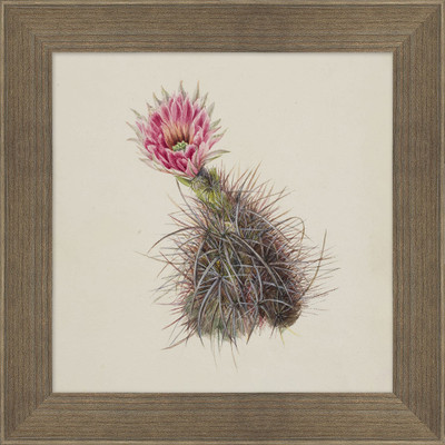 Wendover Desert Bloom 3 - WNT2243