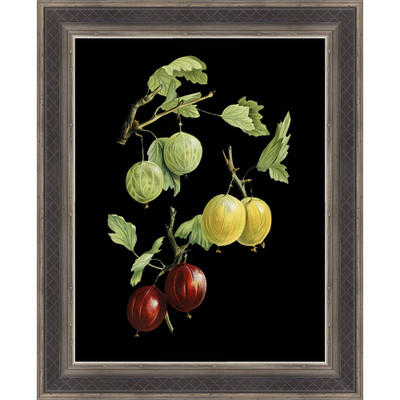 Wendover Scientific Illustration of Grapes