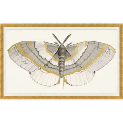 Wendover Golden Moth 1
