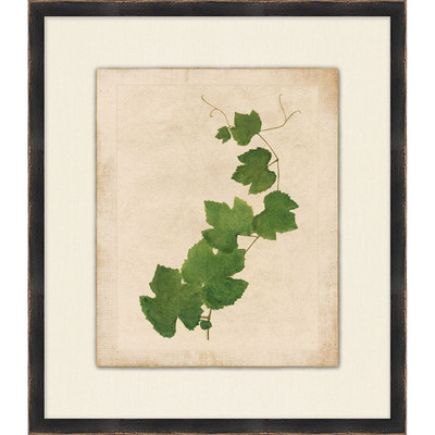 Wendover Vines and Ivy 3