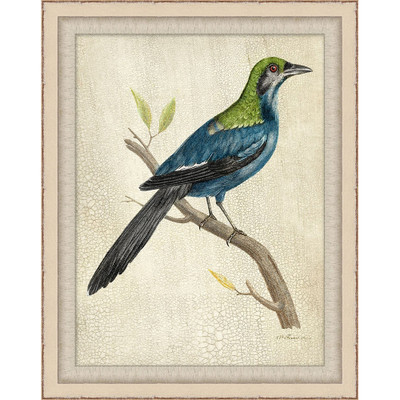 Wendover Blue Birds 1 - 29818