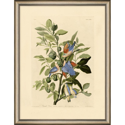 Wendover Ground Dove