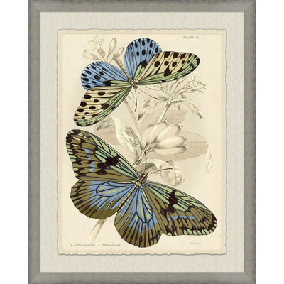 Wendover Naturalist Library Papillion 1