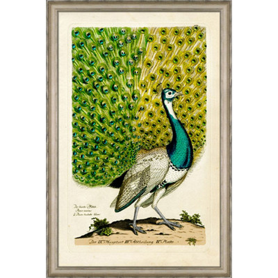 Wendover Peacock II
