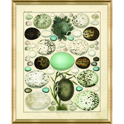 Wendover Nest and Eggs III