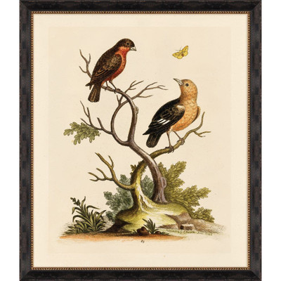 Wendover Edwards Naturalist Study II