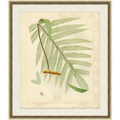 Wendover Polypodium Aureum I