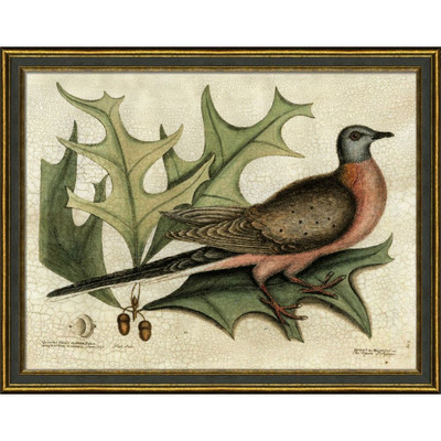 Wendover Pigeon of Paysage