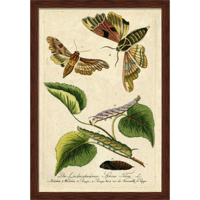 Wendover Moth Grande