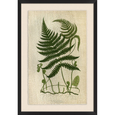 Wendover Mountain Fern III