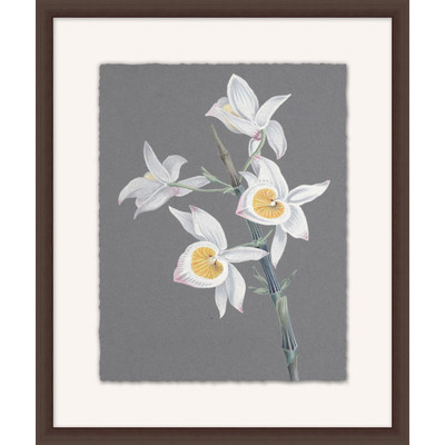 Wendover Orchid Study 16