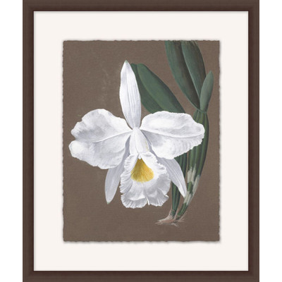 Wendover Orchid Study 9
