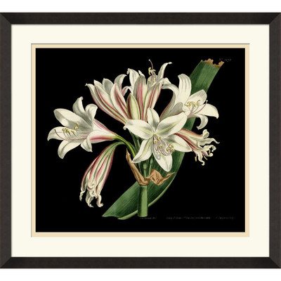 Wendover Antique Orchid on Black III