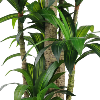 John Richard Dracaena Corn Tree