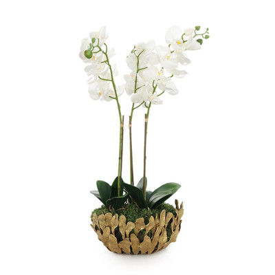 John Richard Orchid Elegance