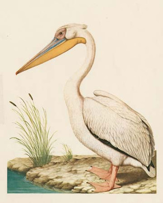 Art Classics Pelican