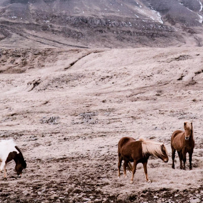 Four Hands Wild Horses - 60"X40"