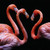 Four Hands Three Flamingos By Getty Images - 48X32"