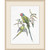Wendover Pair of Parakeets Illustration