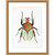 Wendover Contemporary Gallery - Beetle