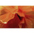 Wendover Brillant Orange Poppy 1